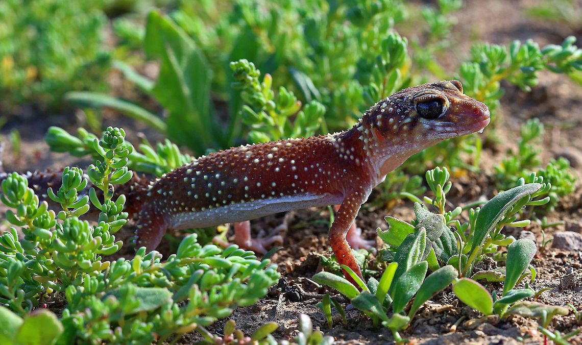 Barking Gecko 2 Taken in Central New South Wales, Australia Australia,Gecko gecko,Geotagged,Underwoodisaurus milii,barking gecko,fat tailed gecko,gecko