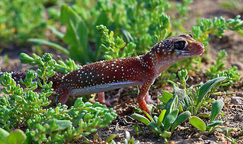 Barking Gecko 2 Taken in Central New South Wales, Australia Australia,Gecko gecko,Geotagged,Underwoodisaurus milii,barking gecko,fat tailed gecko,gecko