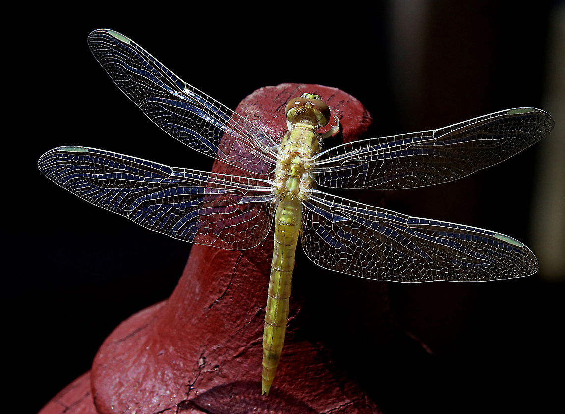 Dragonfly This dragonfly had only just emerged when I found her, with perfect wings! Australia,Diplacodes bipunctata,Geotagged,dragonfly,insect