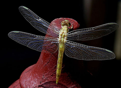 Dragonfly This dragonfly had only just emerged when I found her, with perfect wings! Australia,Diplacodes bipunctata,Geotagged,dragonfly,insect