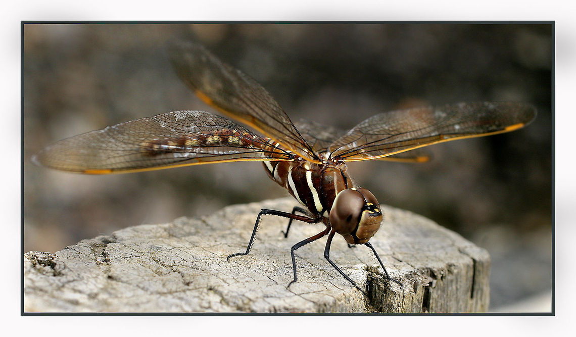 Dragonfly My first ever photo I took of a dragonfly, I was hooked. Now I have hundreds! Adversaeschna brevistyla,Australia,Blue Spotted Hawker,Geotagged,dragonfly,flying insect