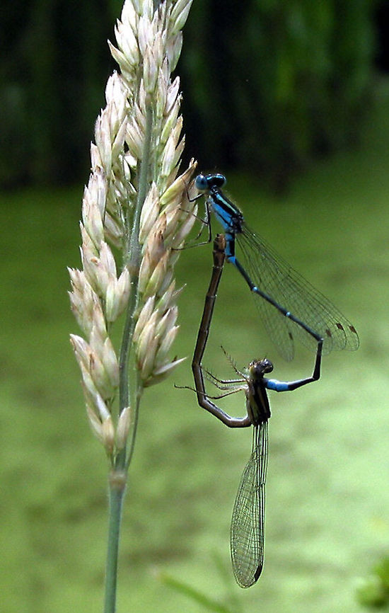 breeding_damselflies  Australia,Austroagrion watsoni,Eastern billabongfly,Geotagged