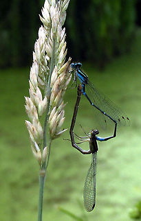 breeding_damselflies  Australia,Austroagrion watsoni,Eastern billabongfly,Geotagged
