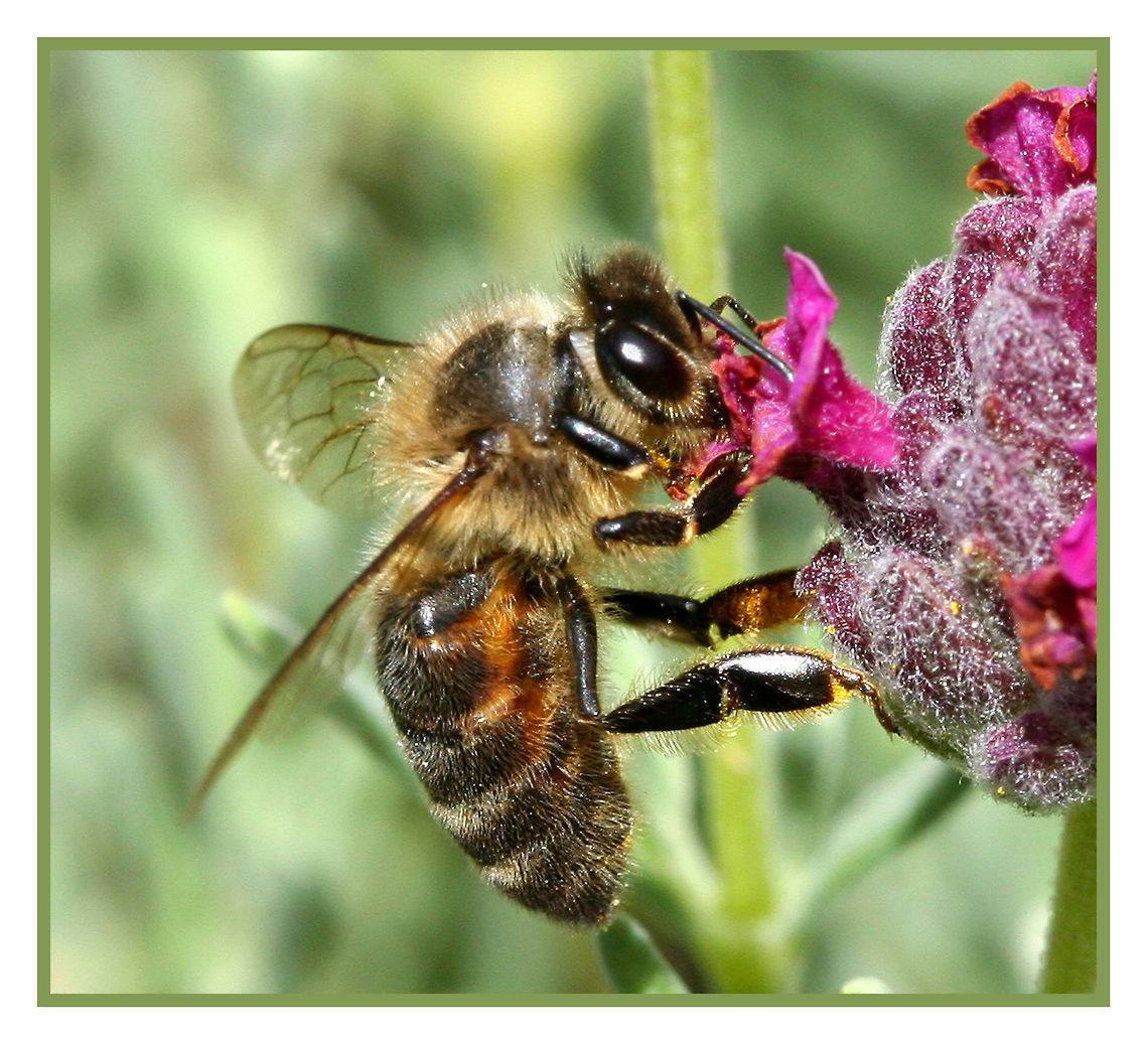 bee  Apis cerana,Apis mellifera,Australia,Eastern honey bee,Geotagged,Western honey bee