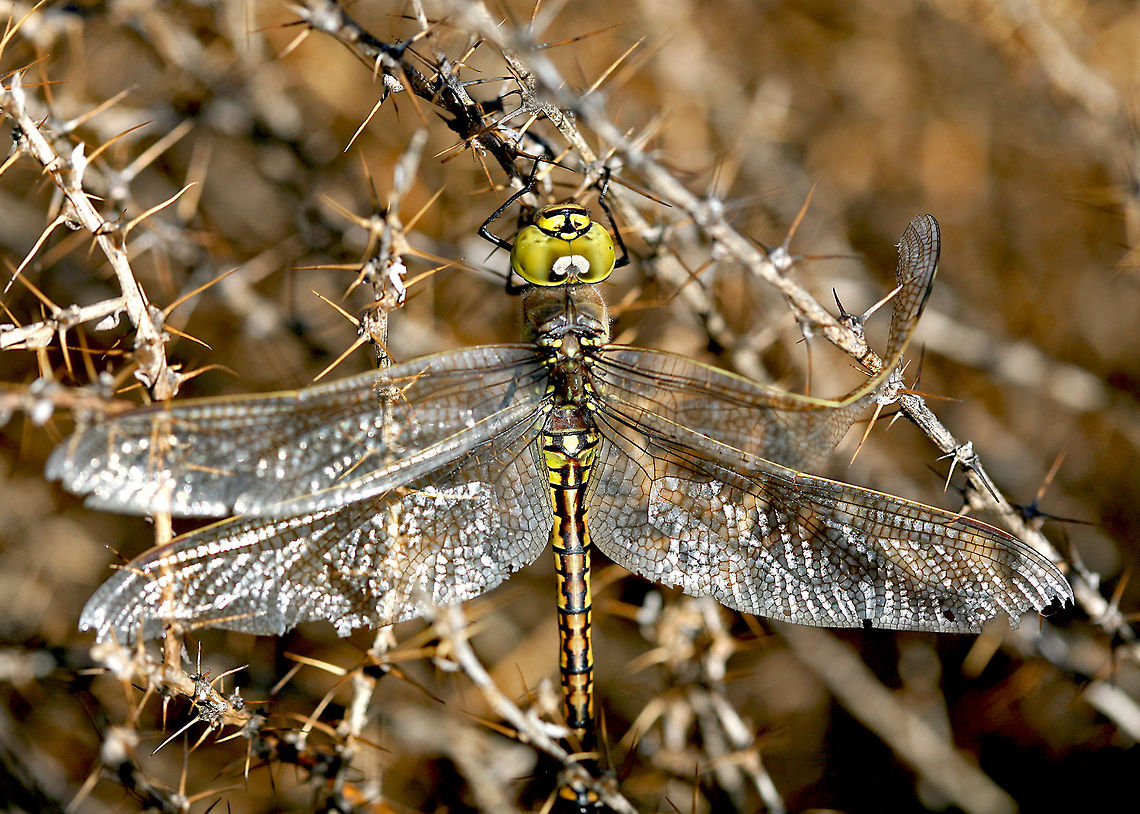 Australian Emperor Dragonfly In rural New South Wales it is tough conditions for any dragonfly with these extremely prickly bushes. Australia,Australian Emperor Dragonfly,Geotagged,draogonfly,insect