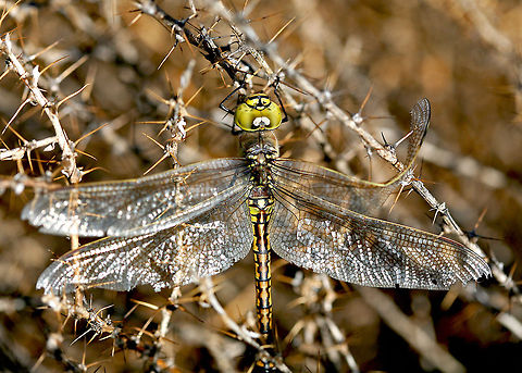 Australian Emperor Dragonfly In rural New South Wales it is tough conditions for any dragonfly with these extremely prickly bushes. Australia,Australian Emperor Dragonfly,Geotagged,draogonfly,insect