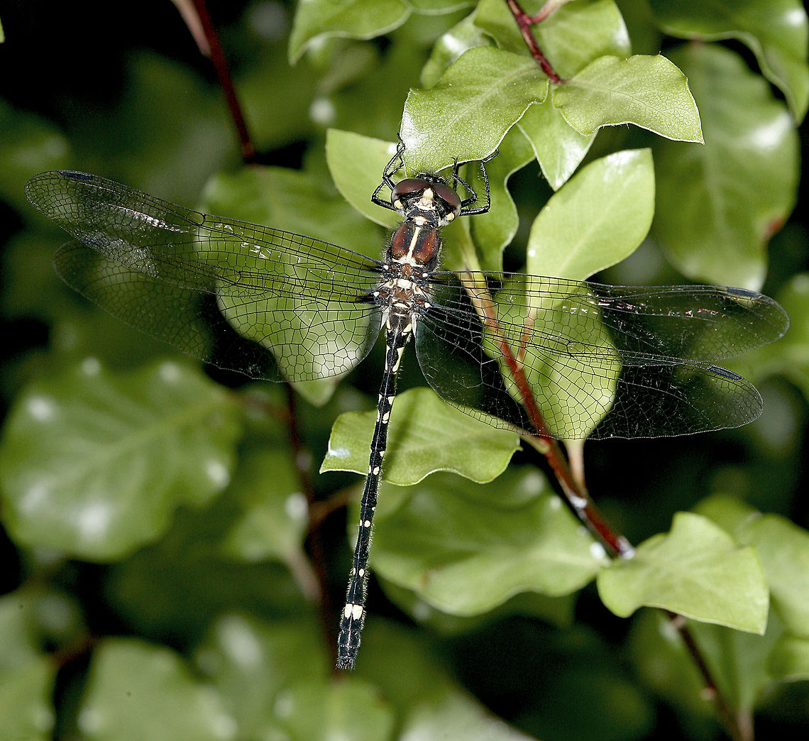 Swamp tigertail  Dragonfly (Synthemis eustalacta) For some reason I cannot ID this species on here but below is the link.<br />
<a href="http://au.dragonflies.wildiaries.com/species/12563" rel="nofollow">http://au.dragonflies.wildiaries.com/species/12563</a> Australia,Geotagged,Swamp tigertail,Synthemis eustalacta,dragonfly,insect,swamp tigertail dragonfly