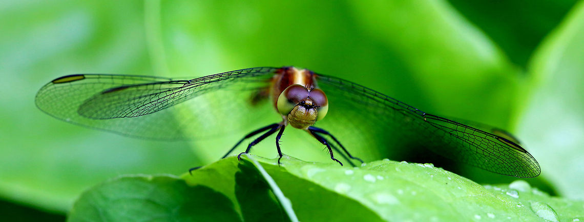 Wandering Percher My other image is of a newly emerged wanderer, this is either a male or older female. Diplacodes bipunctata,dragonfly,flying insect