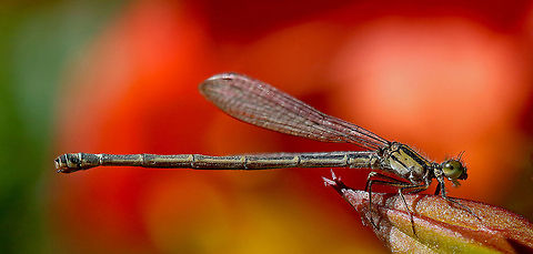 Australian Damselfly During the warmer months I am always out with my camera hoping one of these little guys stays still enough for long enough to grab a shot or two. Australia,Austrolestes analis,Geotagged,Slender Ringtail