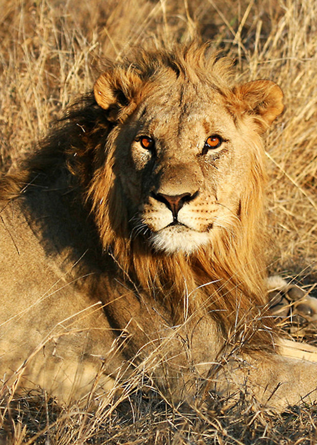 That Stare.. This Lion was taking a break from breeding. His lioness was lying beside him, you can see one of her paws..... <br />
One of the most amazing sights! Geotagged,Lion,Panthera leo,South Africa,africa,big cat,lion,madikwe game reserve