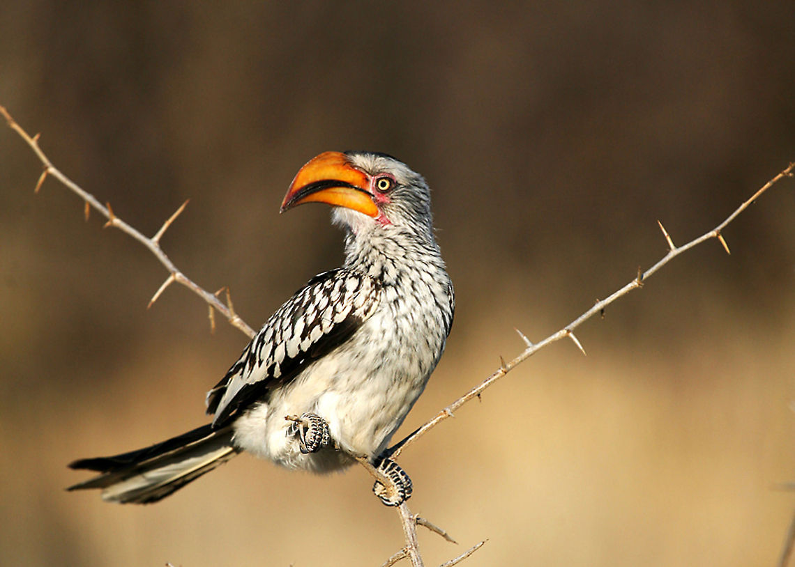 Yellow Billed Hornbill One species of bird that I found that was happy to pose for a photo.. Southern Yellow-billed Hornbill,Tockus leucomelas,africa,bird,madikwe game reserve