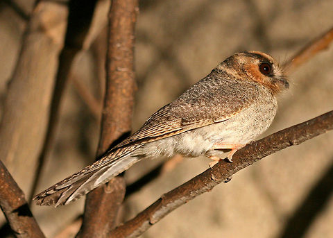 Australian Owlet Nightjar I have been visiting this remote property for over 20 years and I have only ever encounted one of these Owlets once. As it was dark and trying to use the car lights to get a good shot I only managed a couple before it disappeared and I have not seen one again since.  Aegotheles cristatus,Australia,Australian Owlet-nightjar,Geotagged,bird