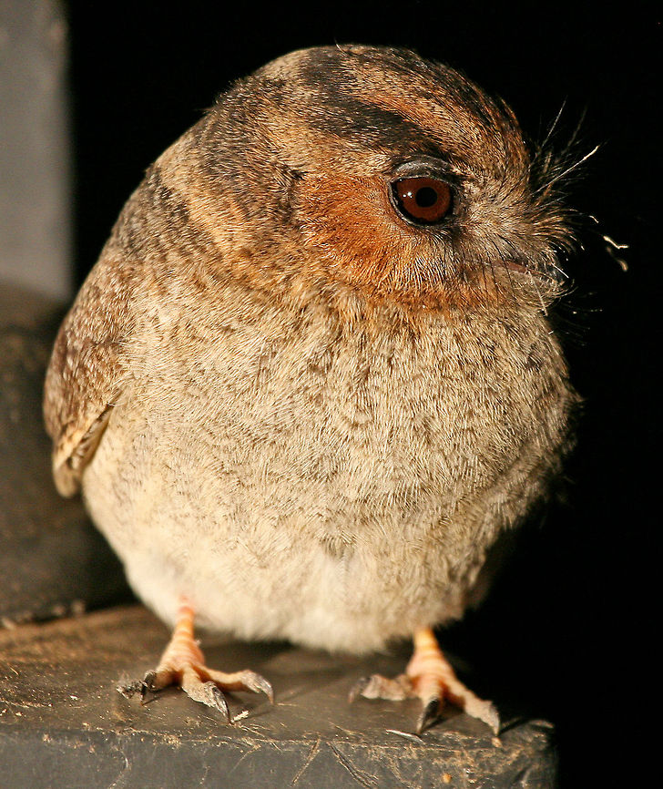 Australian Owlet Nightjar I have been visiting this remote property for over 20 years and I have only ever encounted one of these Owlets once. As it was dark and trying to use the car lights to get a good shot I only managed a couple before it disappeared and I have not seen one again since.  Aegotheles cristatus,Australia,Australian Owlet-nightjar,Geotagged,bird,nocturnal