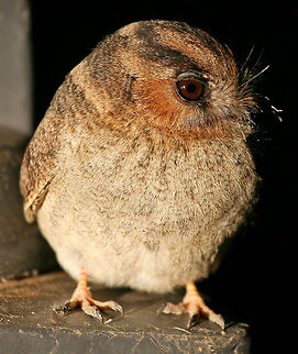 Australian Owlet Nightjar I have been visiting this remote property for over 20 years and I have only ever encounted one of these Owlets once. As it was dark and trying to use the car lights to get a good shot I only managed a couple before it disappeared and I have not seen one again since.  Aegotheles cristatus,Australia,Australian Owlet-nightjar,Geotagged,bird,nocturnal