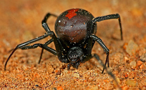 Australian Red Back Spider As you can appreciate, this was as close as I was going to get to this spider. One of the deadliest spiders in Australia!!
They aren't generally aggressive unless they are protecting eggs or are disturbed.
Needless to say I let this one on its way!! Australia,Geotagged,Latrodectus hasseltii,Redback spider,Venomous,australian spider,red back spider,spider