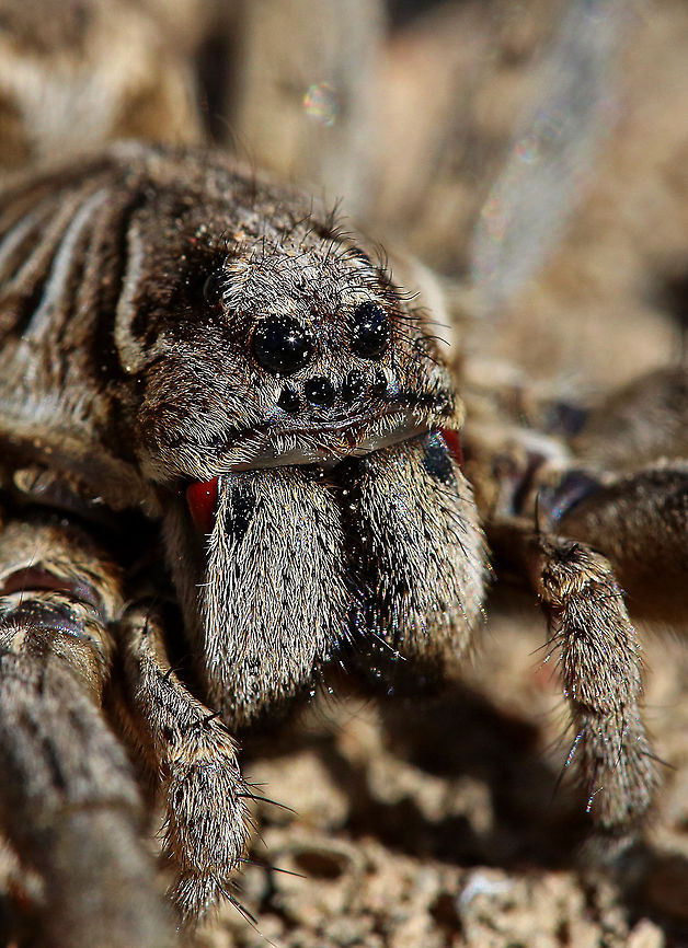 Spider up close Another spider I found whilst exploring under tin and wood. Not an aggressive spider was amazed when I looked at it's back and saw it carrying all it's young, a very interesting sight. It is a type of Australian Wolf Spider but I cannot find the correct identification. Australia,Geotagged,Rustic wolf spider,Trochosa ruricola,macro,nature,spider