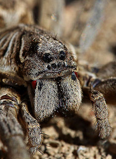Spider up close Another  spider I found whilst exploring under tin and wood. Not an aggressive spider was amazed when I looked at it's back and saw it carrying all it's young, a very interesting sight. It is a type of Australian Wolf Spider but I cannot find the correct identification. Australia,Geotagged,Rustic wolf spider,Trochosa ruricola,macro,nature,spider