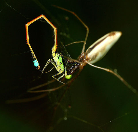 Damselfly versus Spider I have a couple of dams on my property that I love to sit and wait for the dragonflies and damselflies to rest.
 This was something I hadn't seen before, this spider was no more than 1cm long but he did an amazing job securing his dinner!!  I believe it is a Perenethis venusta spider but cannot ID.. Golden Dartlet,Ischnura aurora,damselfly,macro,nature,spider