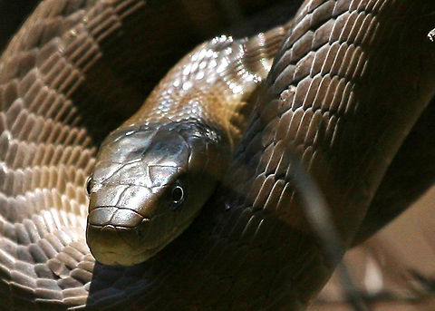 Black Mamba Living in Australia I am very careful of snakes, especially where I live. Whilst travelling in South Africa I did forget about snakes until the last day of my trip when this black mamba was in a tree behind the lounge area where I was working on my photos. Black mamba,Dendroaspis polylepis,Geotagged,South Africa