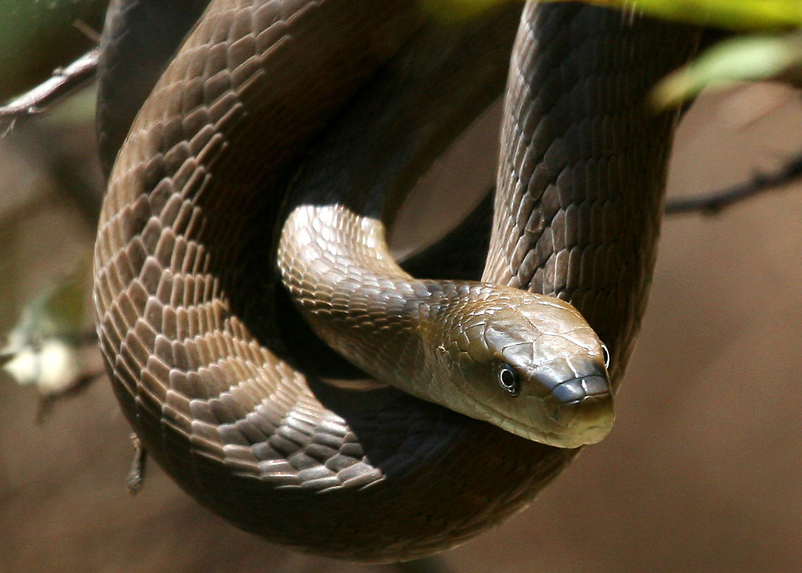 Black Mamba Living in Australia I am very careful of snakes, especially where I live. Whilst travelling in South Africa I did forget about snakes until the last day of my trip when this black mamba was in a tree behind the lounge area where I was working on my photos. Black mamba,Dendroaspis polylepis,Geotagged,South Africa