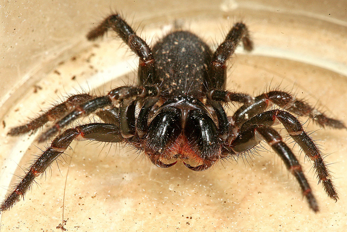 Victorian Funnel Web Spider I think the photo tells it all.... not a very nice spider to find in the garden. I had never seen one here before and had to catch it and get photos to get it identified. Not as deadly as it&#039;s northern cousin but still make you sick.. Australia,Geotagged,Hadronyche modesta,macro,spider