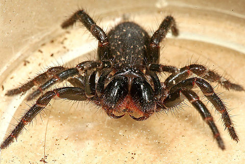 Victorian funnel-web spider