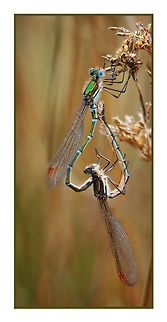 Breeding Damselflies  Australia,Austrolestes cingulatus,Geotagged,Metallic Ringtail