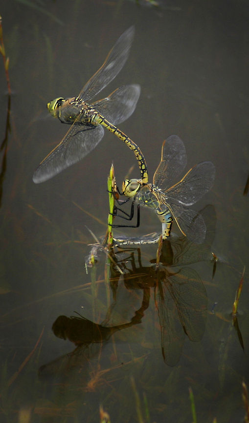 Dragonflies  Australian Emperor Dragonfly,Hemianax papuensis