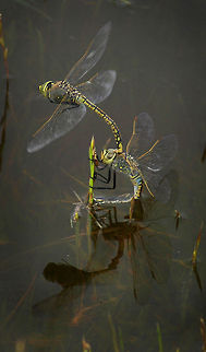 Dragonflies  Australian Emperor Dragonfly,Hemianax papuensis
