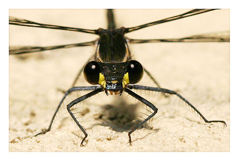 Up Close I found these damselflies very curious creatures. They are happy to have their photos taken...
 Australia,Austroargiolestes icteromelas,Common flatwing,Geotagged