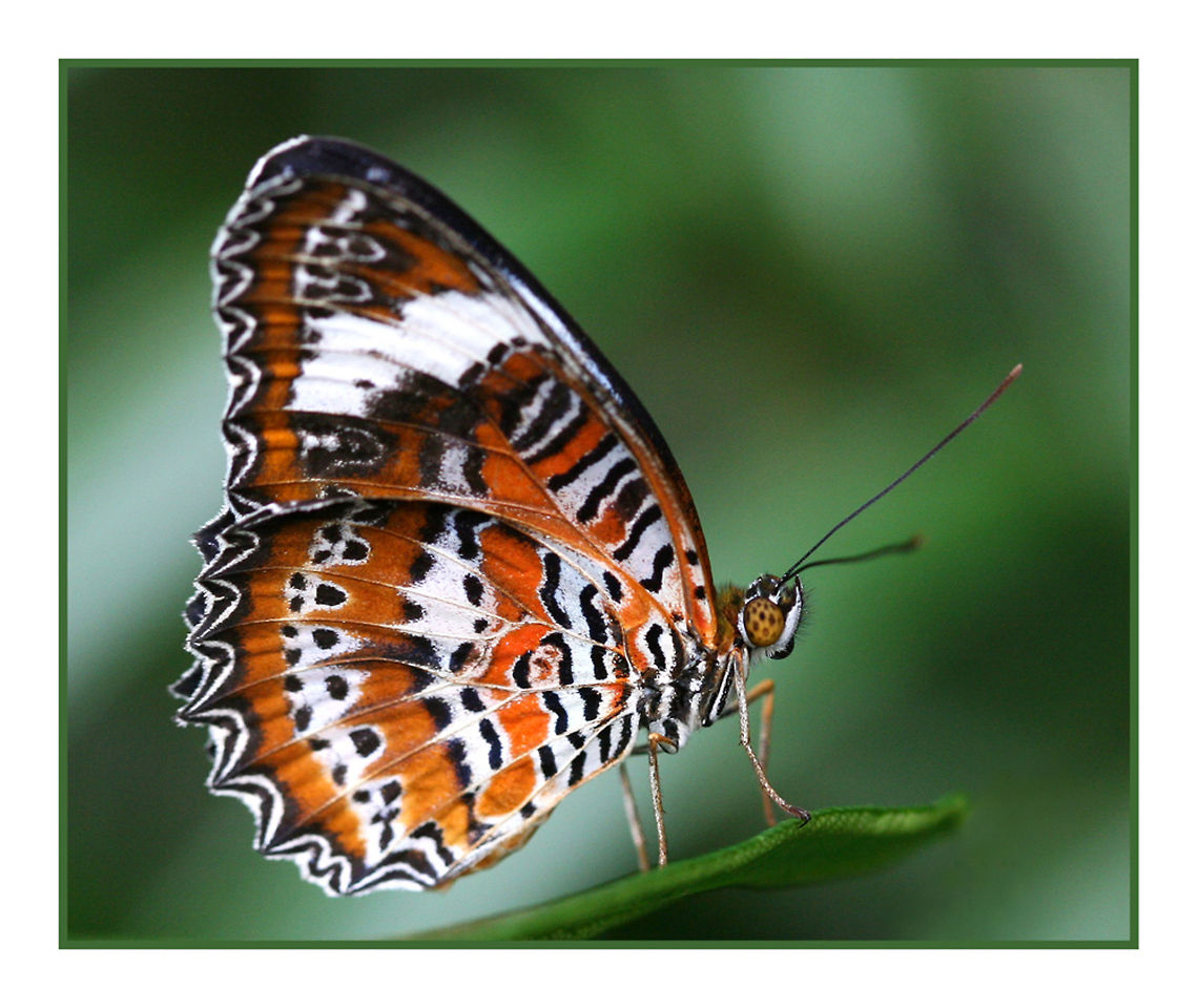 Butterfly  Australia,Cethosia penthesilea,Geotagged,Orange Lacewing