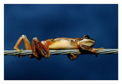 Plains brown tree frog
