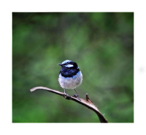 Blue Fairy Wren  Australia,Geotagged,Malurus cyaneus,Superb Fairywren