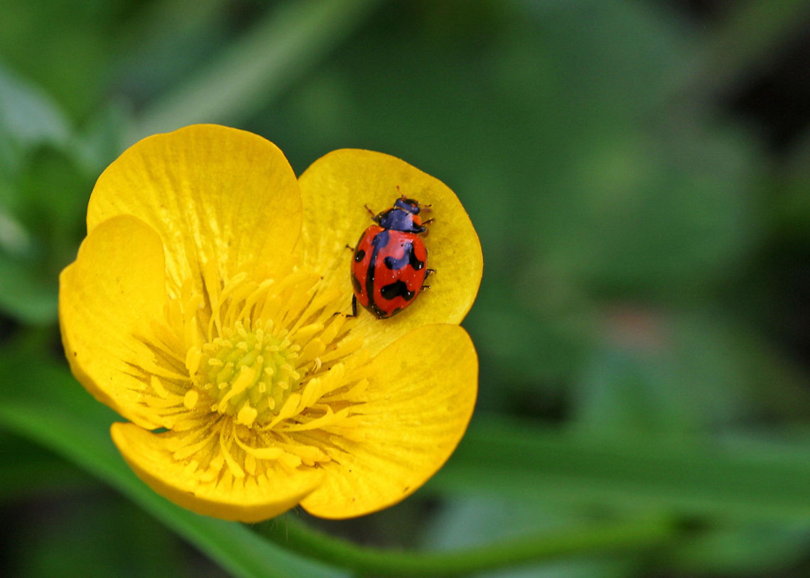 Lady Beetle on buttercup!  Australia,Coccinella transversalis,Geotagged