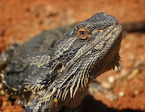 Australian Bearded Dragon  Australia,Eastern bearded dragon,Geotagged,Pogona barbata