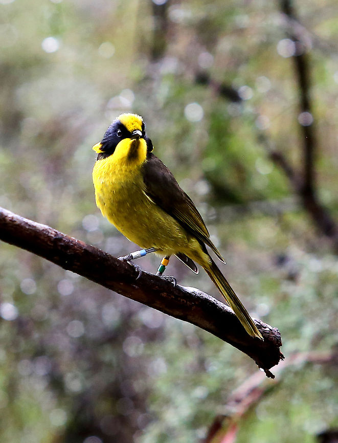 Helmeted Honey Eater. I was lucky to be asked to go to the conservation reserve where only 100 of these endangered birds live.<br />
 Australia,Geotagged,Helmeted Honeyeater,Lichenostomus melanops cassidix