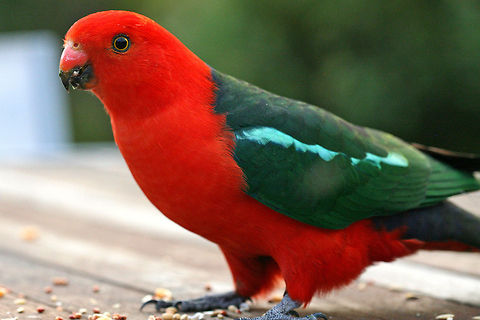 Male King Parrot  Alisterus scapularis,Australia,Australian king parrot aka muaiz,Geotagged