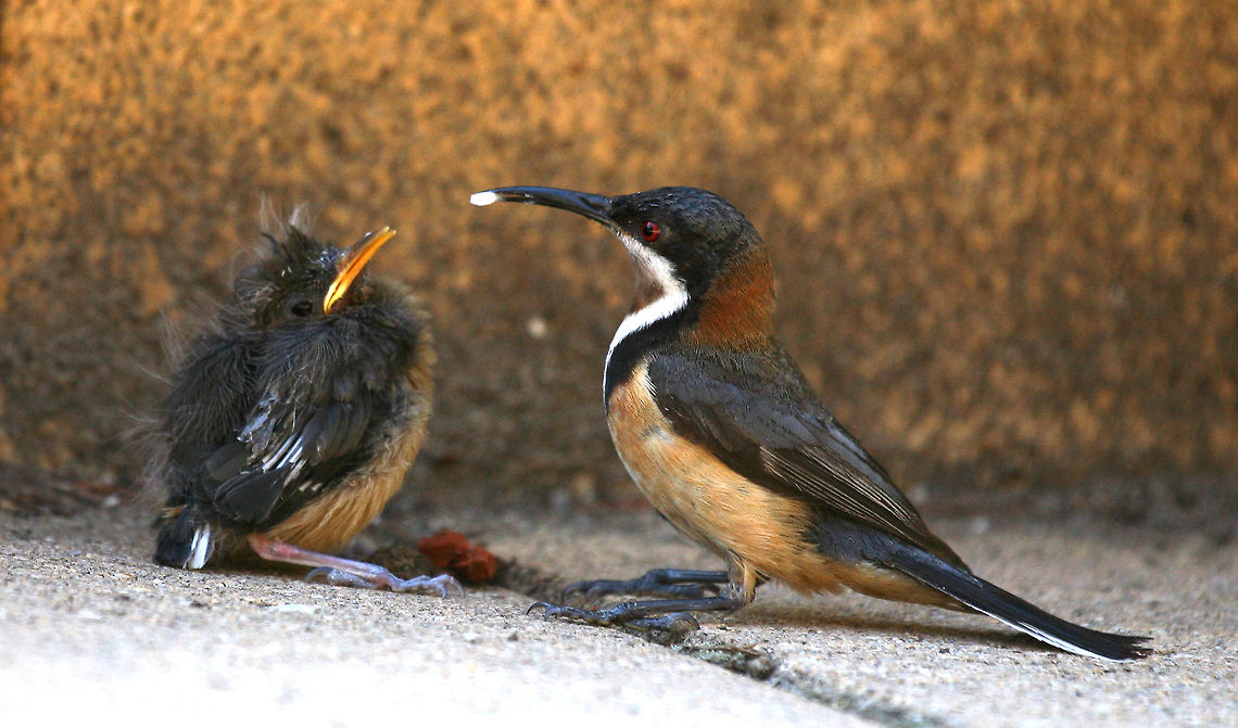 Eastern Spinebill  Acanthorhynchus tenuirostris,Australia,Eastern Spinebill,Geotagged