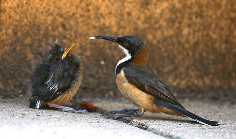Eastern Spinebill  Acanthorhynchus tenuirostris,Australia,Eastern Spinebill,Geotagged