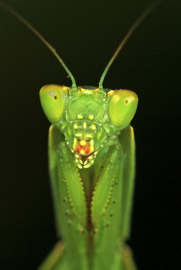 Preying Mantis  Australia,Geotagged,Orthodera ministralis