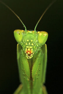 Preying Mantis  Australia,Geotagged,Orthodera ministralis