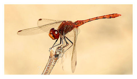 Male Wandering Percher Dragonfly  Australia,Diplacodes bipunctata,Geotagged