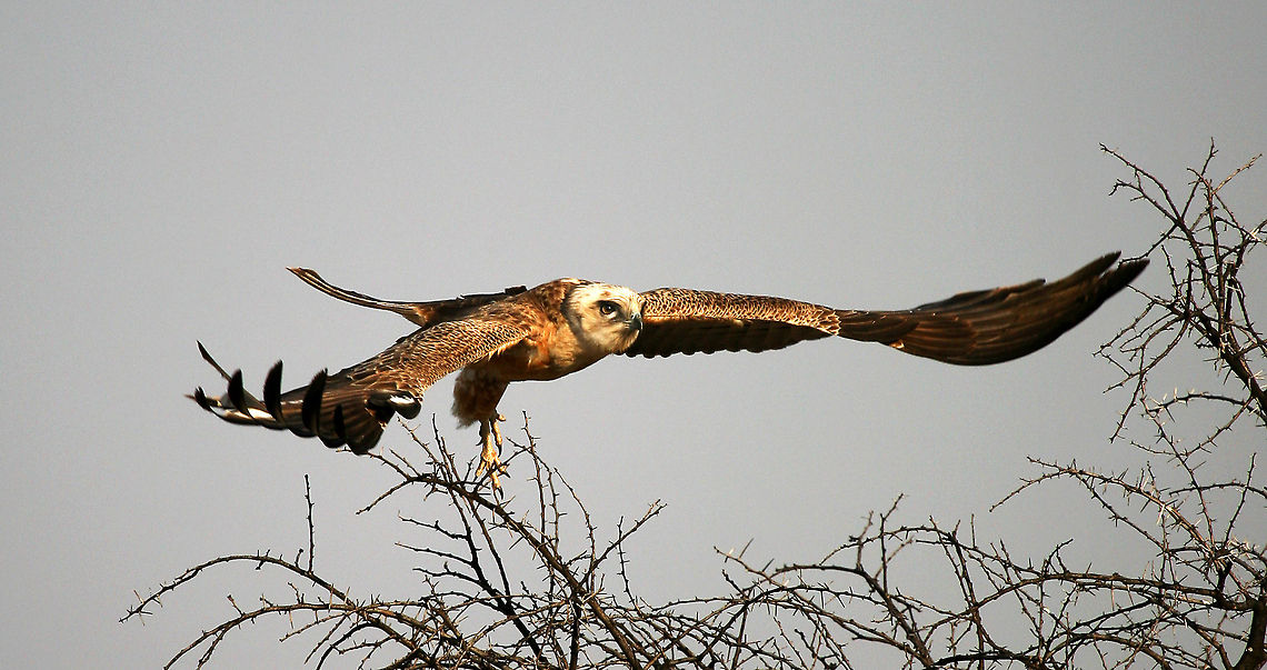 Buzzard ? Again not too sure of the species if anyone could help... :) Geotagged,South Africa