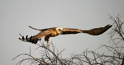 Buzzard ? Again not too sure of the species if anyone could help... :) Geotagged,South Africa