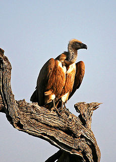 Vulture  Geotagged,Gyps africanus,South Africa,White-backed Vulture