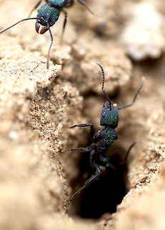 Green Headed Ants  Australia,Geotagged,Rhytidoponera metallica