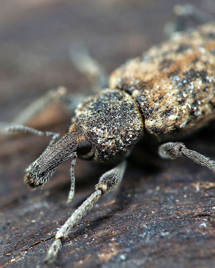 Wood Weevil.  Australia,Elephant Weevil,Geotagged,Orthorhinus cylindrirostris