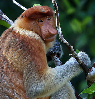 Proboscis Monkey Taken on my recent trip to Camp Leakey, Borneo. Geotagged,Indonesia,Nasalis larvatus,Proboscis monkey