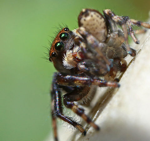 Jumping Spider. We have many different jumping spiders in Australia. 
If anyone could help me ID this one it would be great. canon,macro,nature,spider