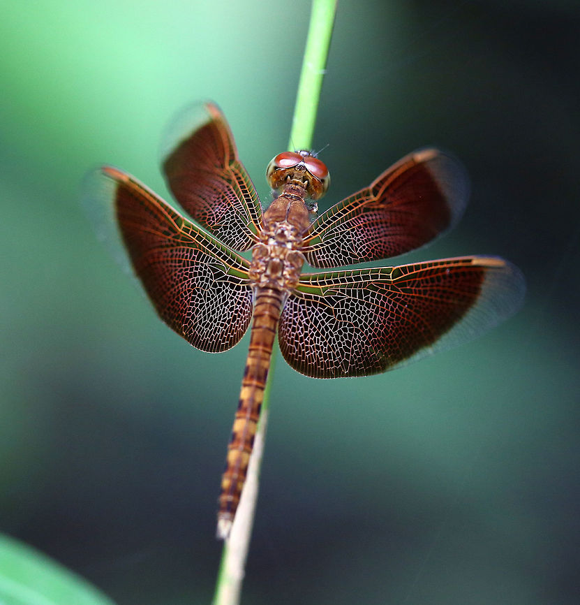 Grasshawk dragonfly (Neurothemis fluctuans Taken on a trip to Borneo on an Orangutan tour Neurothemis fluctuans,Red Grasshawk